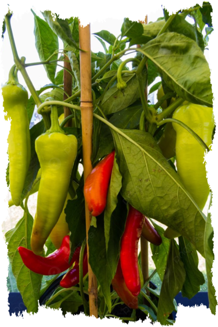 chillies